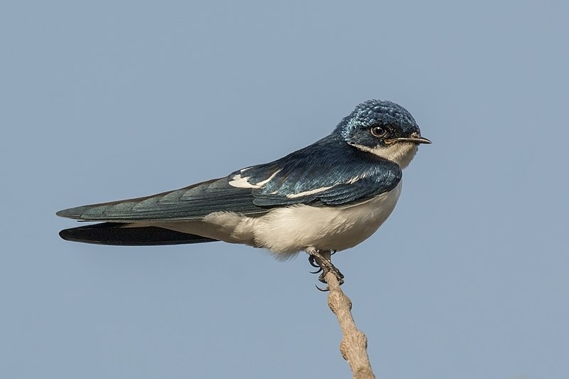 swallow